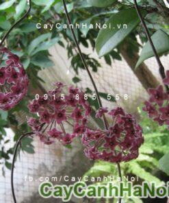 Cây lan cẩm cù chậu treo