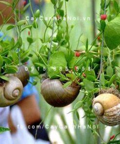 Cây lan sò chậu treo
