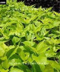 Cây lá trắng đẹp