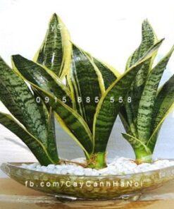 Cây Lưỡi Cọp: Đặc Điểm, Công Dụng, Ý Nghĩa Trong Phong Thủy