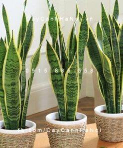 Cây Lưỡi Hổ Xanh