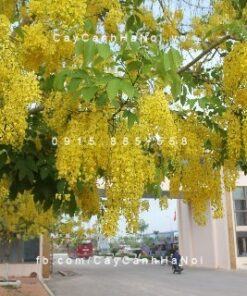 Cây muồng hoàng yến