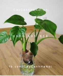 Cây môn xanh