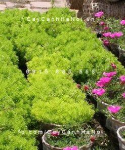 Cây mười giờ úc