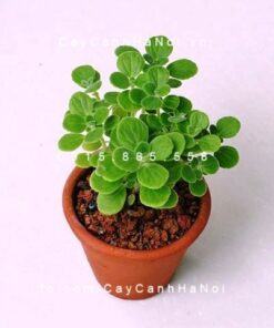 Cây nhất mạt hương