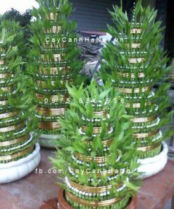 Cây phát lộc tầng