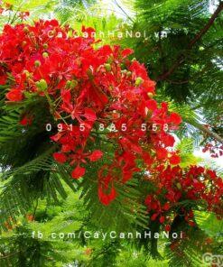 Cây phượng vĩ hoa đỏ