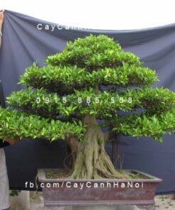 Cây si trắng