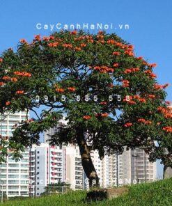 Cây sò đo cam