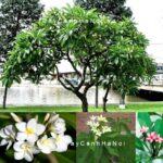 Cây sứ đại hoa trắng