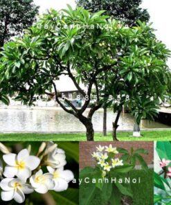 Cây sứ đại hoa trắng