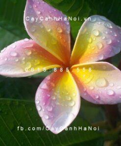 Cây sứ đại lá nhọn