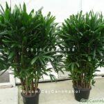 Cây trúc nhật mang lại lợi ích và ý nghĩa gì trong đời sống