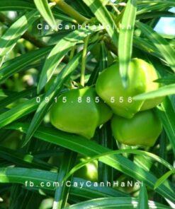 Cây trúc đào hoa vàng