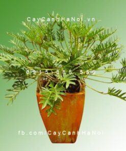 Cây Trầu Bà Lá Xẻ