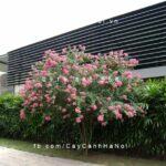 Cây tường vi - Loại cây tạo cảm giác thương nhớ