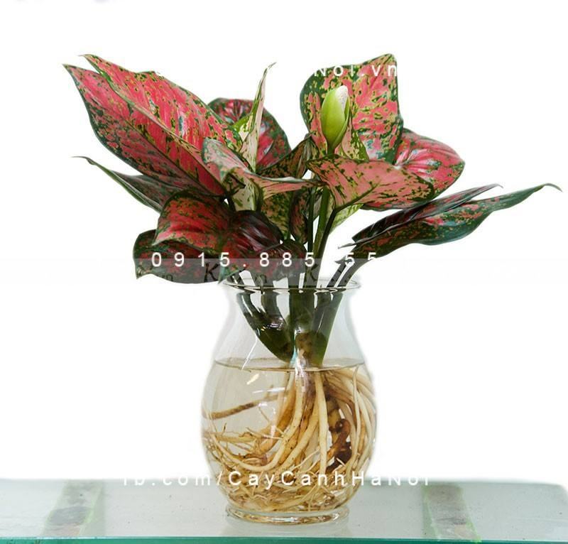 Cây vạn lộc để bàn