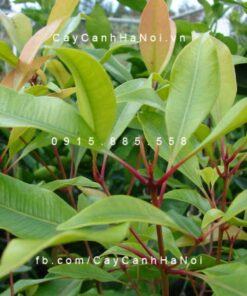 Cây đinh hương