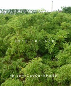 Cây đinh lăng mỹ