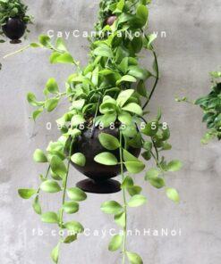 Cây đô la treo - Lưu ý và cách chăm sóc siêu đơn giản