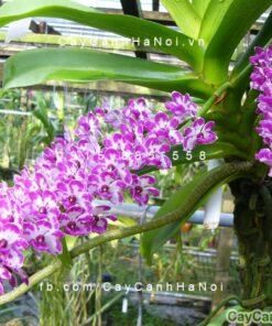 Cây địa lan hoa tím