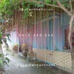 Dây liêm hồ đằng, dây tơ hồng thái