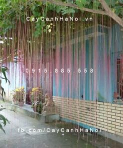 Dây liêm hồ đằng, dây tơ hồng thái