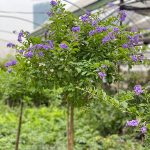 Cây Chuỗi Ngọc Thái Cây Chuỗi Ngọc Thái