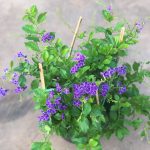 Cây Chuỗi Ngọc Thái Hoa Tím đẹp Cây Chuỗi Ngọc Thái Hoa Tím đẹp