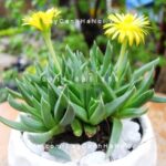 Hoa sen đá - Biểu tượng của sự chung thủy trong tình yêu
