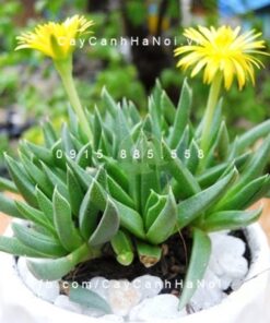 Hoa sen đá - Biểu tượng của sự chung thủy trong tình yêu