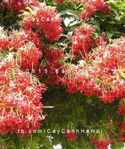 Hoa sử quân tử