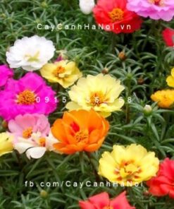 Cây Mười Giờ Mỹ (Sam Mỹ)