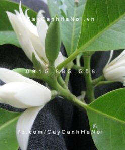 Sứ ngọc lan