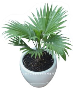 Cây Cọ