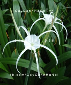 Cây Bạch Trinh Biển