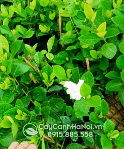 Bán cây hoa dành dành số lượng lượng lớn tại Hà Nội