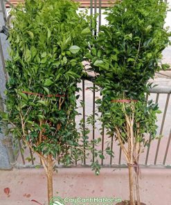 Bán cây hoa nguyệt quế rừng