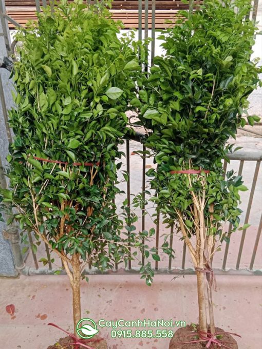 Bán cây hoa nguyệt quế rừng
