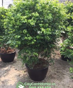 Bán chậu nguyệt quế trang trí sân vườn