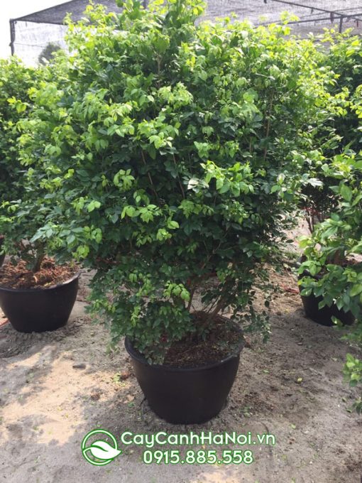 Bán chậu nguyệt quế trang trí sân vườn