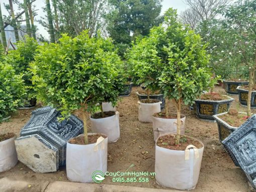 Cách chăm sóc cây nguyệt quế