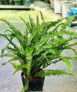 Cách trồng và chăm sóc cây dương xỉ lá me