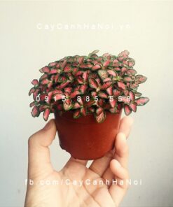 Cẩm Nhung Đỏ