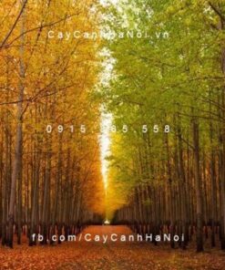 cây bạch dương