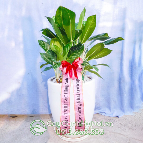 Cây bạch mã hoàng tử trồng chậu bom sứ trắng làm quà tặng khai trương