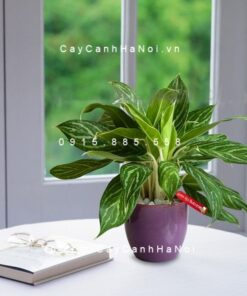 cay-bach-ma-hoang-tu-de-ban