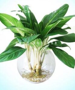 Cây bạch mã hoàng tử trồng nước, thủy canh