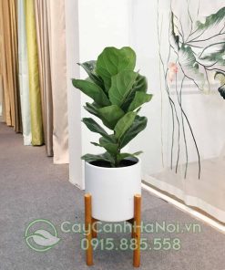 Cây bàng singapore trồng chậu sứ đẹp