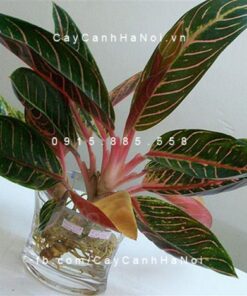 Cây Bao Thanh Thiên trồng nước, thủy canh